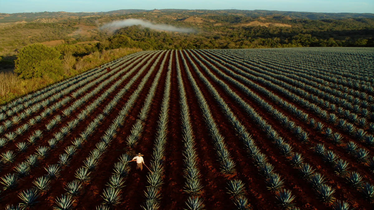 Aerial view of blue agave rows in the Jalisco highlands at first light, a jimador walking a row